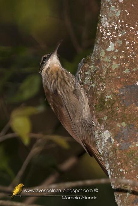 Chinchero chico (Narrow-billed Woodcreeper) Lepidocolaptes angustirostris