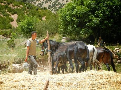 La trilla con mulas. Valle Aït Bouguemez (Marruecos)