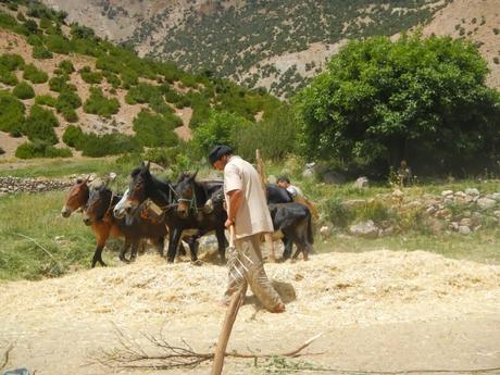 La trilla con mulas. Valle Aït Bouguemez (Marruecos)