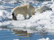 osos polares evolucionaron para comer comida basura