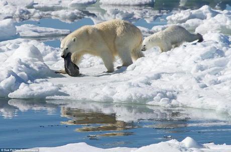 oso polar ha cazado una foca