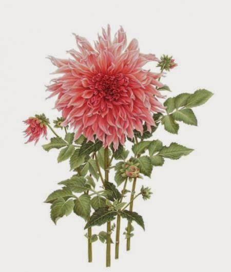 LAS BIBLIOTECAS SECRETAS DE NUEVA YORK