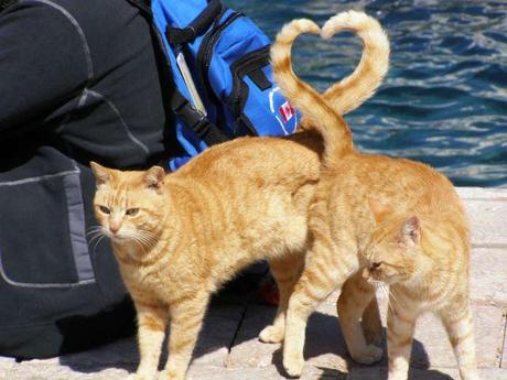 gatos enamorados