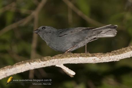 Afrechero plomizo (Uniform Finch) Haplospiza unicolor Afrechero plomizo (Uniform Finch) Haplospiza unicolor