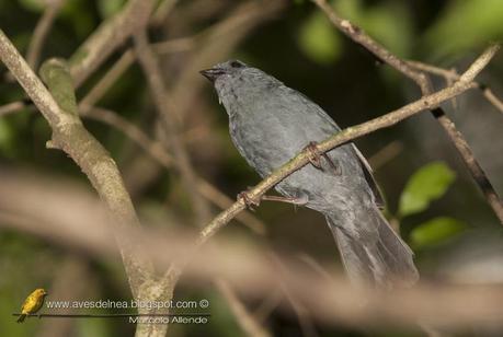 Afrechero plomizo (Uniform Finch) Haplospiza unicolor Afrechero plomizo (Uniform Finch) Haplospiza unicolor