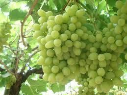 PARA LA UVA SE BUSCA ORGANISMO SIMILAR AL DE LA YERBA MATE