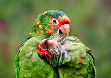 Increíbles fotografías de animales en plena naturaleza. 