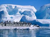 Descubierta nueva cepa gripe aviar pingüinos Antártida