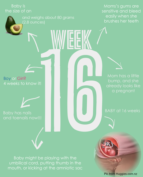 Semana 16 Embarazo | Week 16 Pregnancy