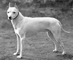 Old-English-White-Terrier