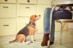 beagle-begging-for-food-horiz