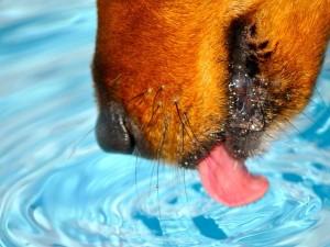 dog-drinking-water