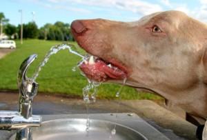 dog_water_fountain