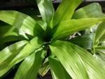 dracaena_fragrans