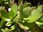 crassula_ovata