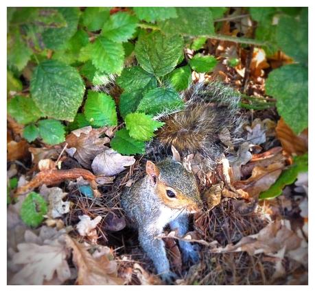 Día 3. El placer de pasear por los parques de Londres, la extravagancia de Camden Town, el arte del British Museum y el lujo de Harrods.