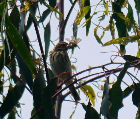 Bisbitas arbóreos ocupados