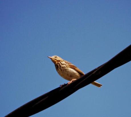 Bisbitas arbóreos ocupados