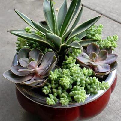 Mini Jardines, un soplo de aire fresco en tu salón