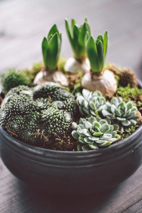 Mini Jardines, un soplo de aire fresco en tu salón