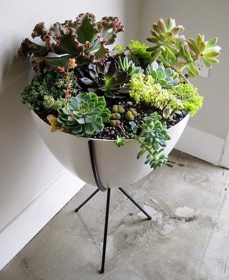 Mini Jardines, un soplo de aire fresco en tu salón