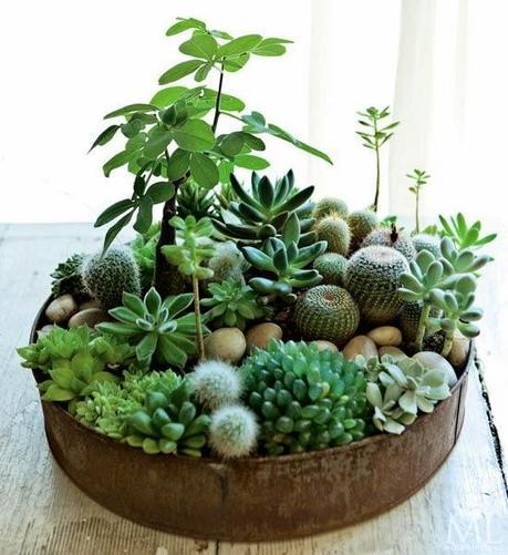 Mini Jardines, un soplo de aire fresco en tu salón