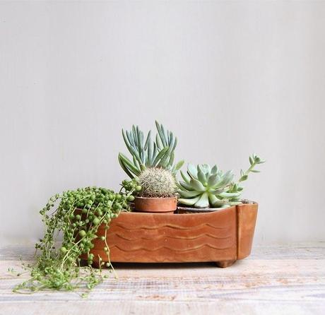 Mini Jardines, un soplo de aire fresco en tu salón