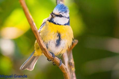EL BOSQUECILLO Y SUS AVES PEQUEÑAS(un canto de primavera)