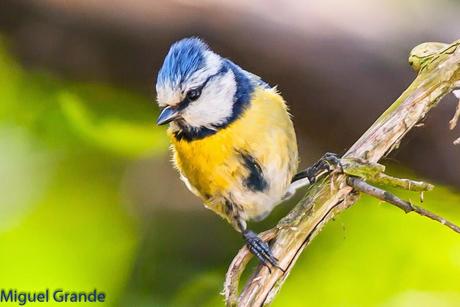 EL BOSQUECILLO Y SUS AVES PEQUEÑAS(un canto de primavera)