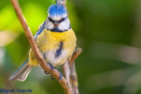 EL BOSQUECILLO Y SUS AVES PEQUEÑAS(un canto de primavera)