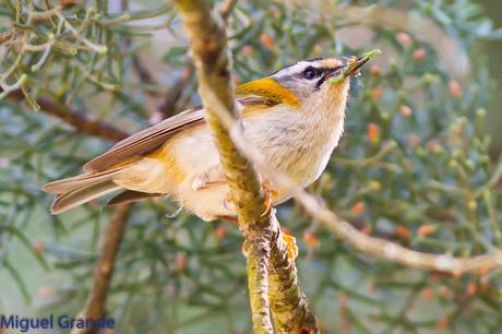 EL BOSQUECILLO Y SUS AVES PEQUEÑAS(un canto de primavera)