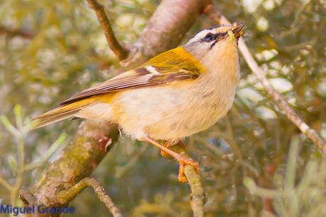 EL BOSQUECILLO Y SUS AVES PEQUEÑAS(un canto de primavera)