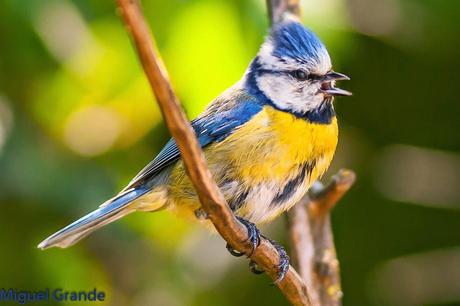 EL BOSQUECILLO Y SUS AVES PEQUEÑAS(un canto de primavera)