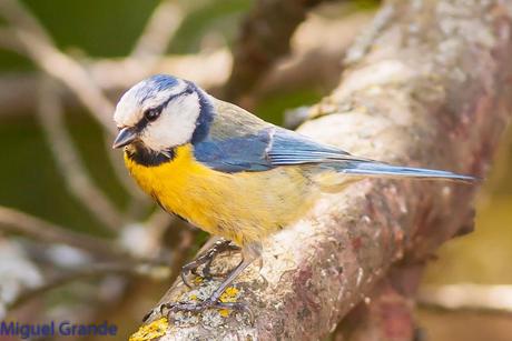 EL BOSQUECILLO Y SUS AVES PEQUEÑAS(un canto de primavera)