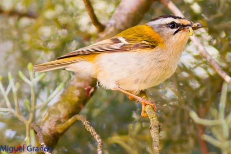 EL BOSQUECILLO Y SUS AVES PEQUEÑAS(un canto de primavera)
