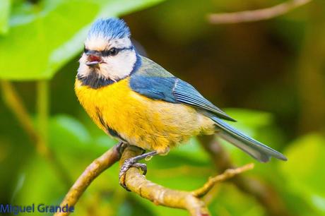 EL BOSQUECILLO Y SUS AVES PEQUEÑAS(un canto de primavera)