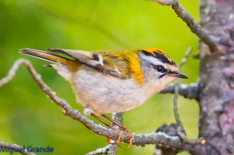 EL BOSQUECILLO Y SUS AVES PEQUEÑAS(un canto de primavera)