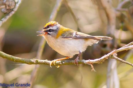 EL BOSQUECILLO Y SUS AVES PEQUEÑAS(un canto de primavera)