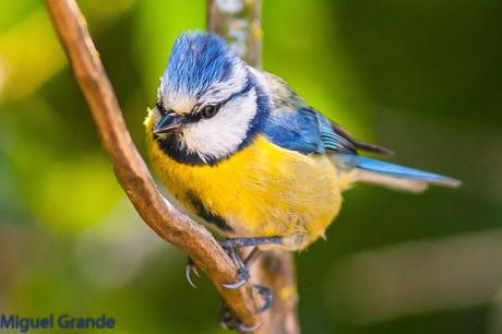 EL BOSQUECILLO Y SUS AVES PEQUEÑAS(un canto de primavera)