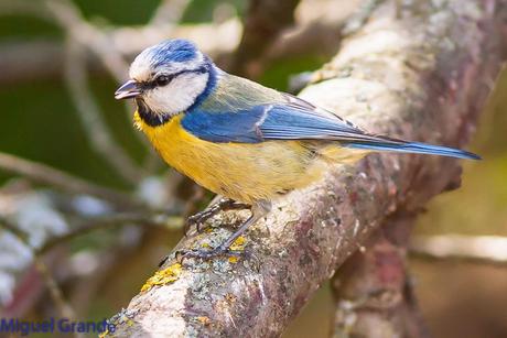 EL BOSQUECILLO Y SUS AVES PEQUEÑAS(un canto de primavera)
