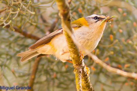 EL BOSQUECILLO Y SUS AVES PEQUEÑAS(un canto de primavera)