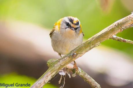 EL BOSQUECILLO Y SUS AVES PEQUEÑAS(un canto de primavera)