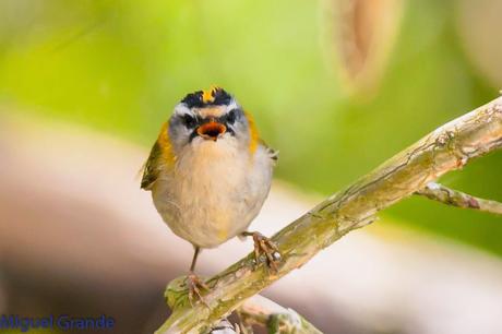 EL BOSQUECILLO Y SUS AVES PEQUEÑAS(un canto de primavera)
