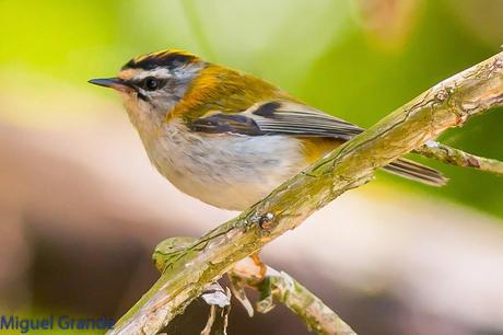 EL BOSQUECILLO Y SUS AVES PEQUEÑAS(un canto de primavera)