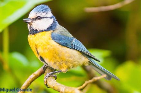 EL BOSQUECILLO Y SUS AVES PEQUEÑAS(un canto de primavera)