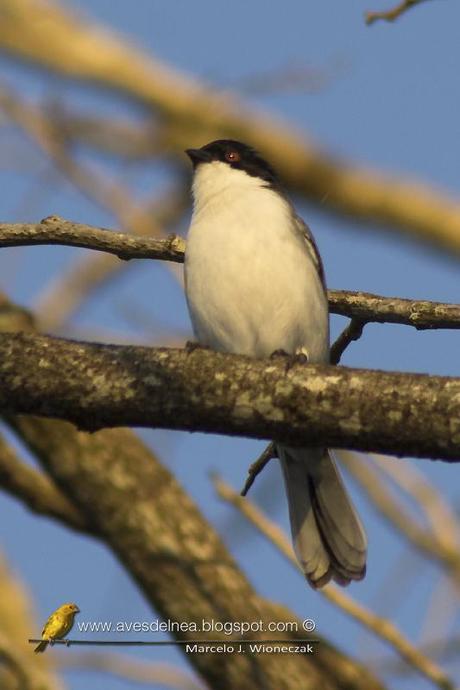 Monterita cabeza negra (Black-capped Warbling-Finch) Poospiza melanoleuca