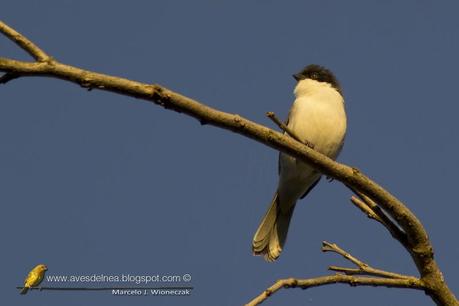 Monterita cabeza negra (Black-capped Warbling-Finch) Poospiza melanoleuca