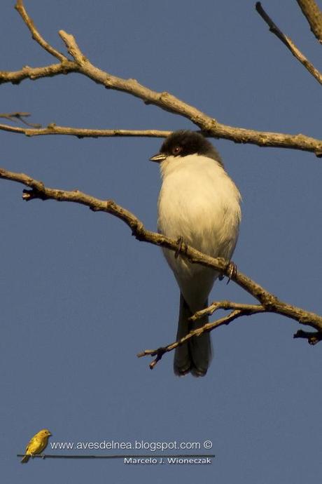 Monterita cabeza negra (Black-capped Warbling-Finch) Poospiza melanoleuca