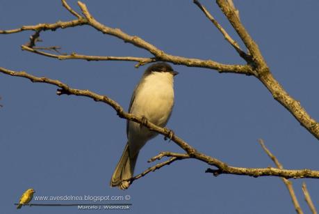 Monterita cabeza negra (Black-capped Warbling-Finch) Poospiza melanoleuca