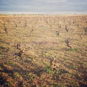 Viña de pardina en Almendralejo
